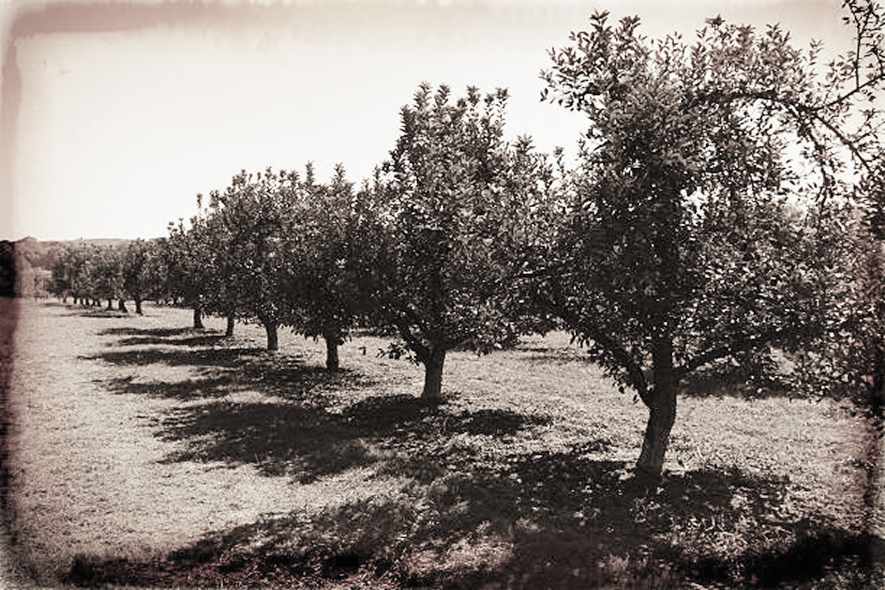 farm